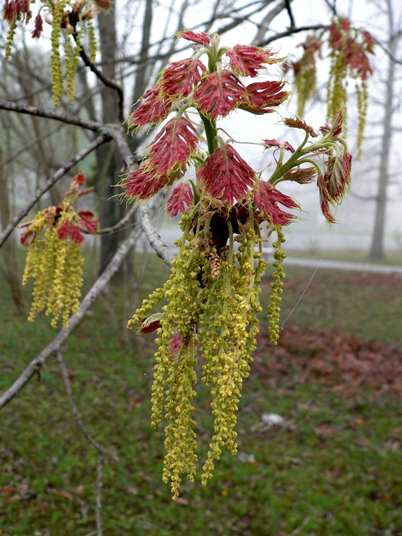{Quercus shumardii}